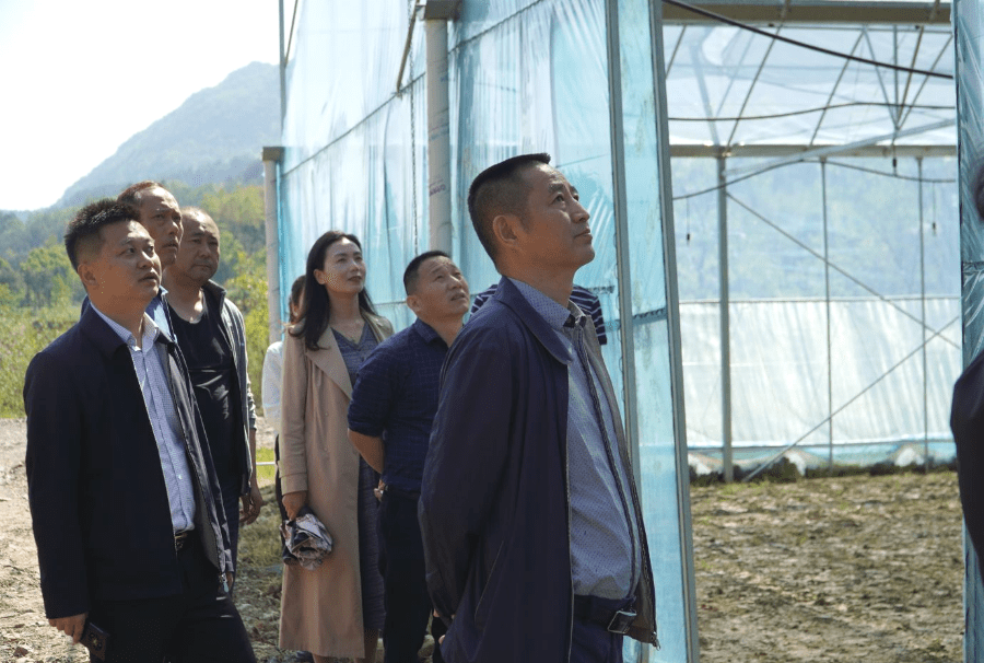 屈春林深入新桥镇调研稳定粮食播种面积工作_耕地_永定区_保护