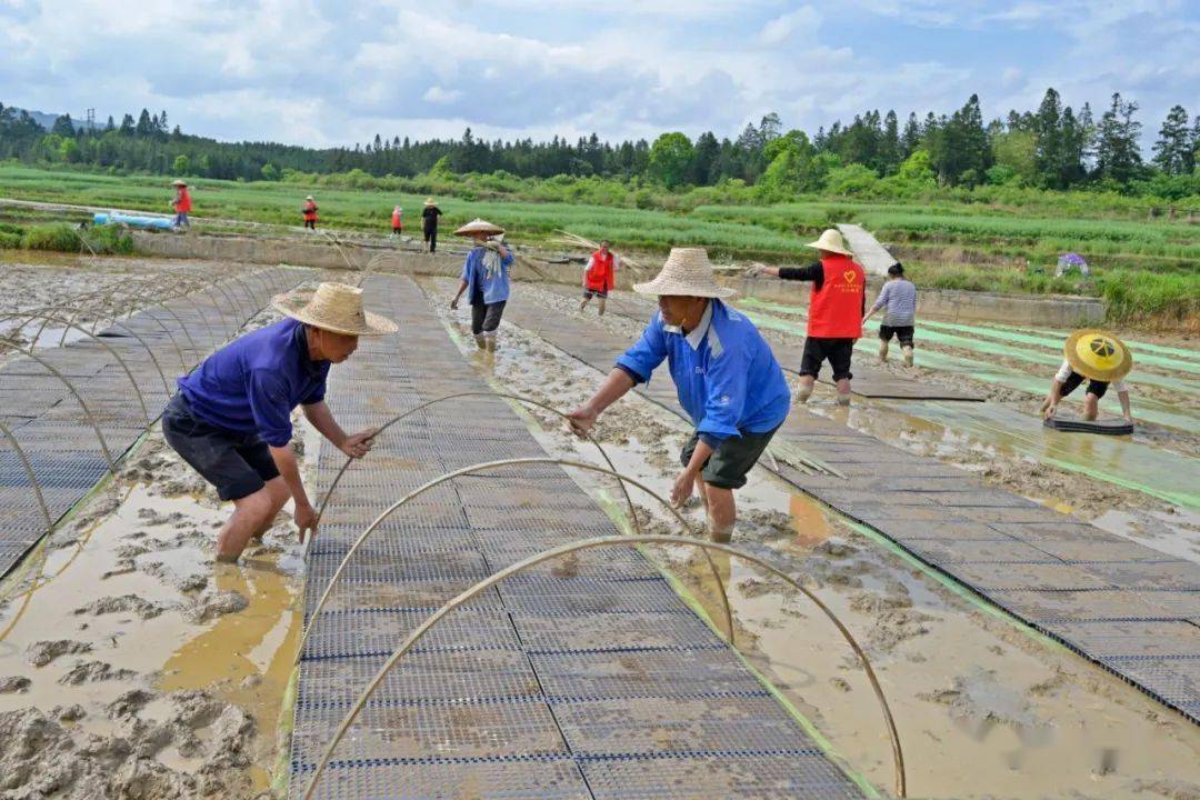 聚焦贵州锦屏春耕时节育秧苗党员干部来帮忙