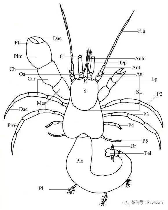 寄居蟹身体构造图片图片