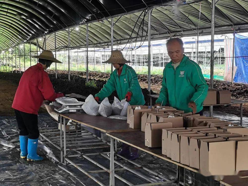 云浮:这个公司利用"撂荒地 牛粪"养殖的蚯蚓!网上售价为11.5元/斤