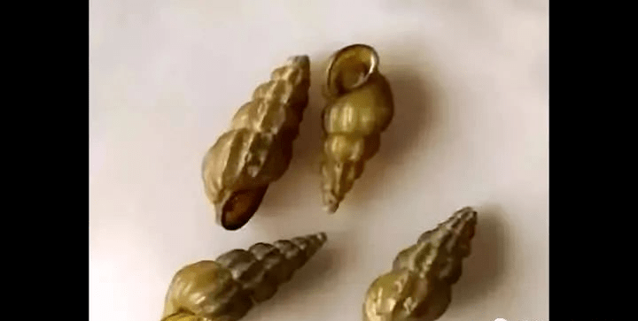 钉螺_江滩边_水域