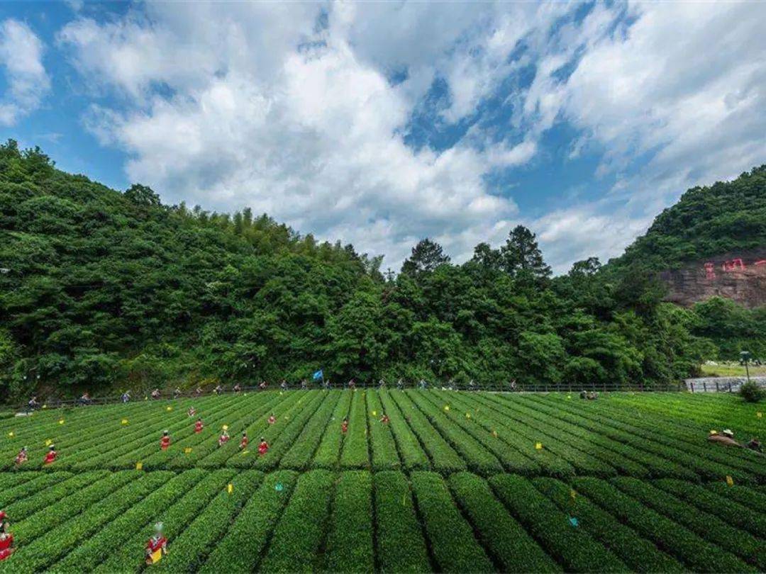 湖南五大采茶园推荐_君山_南岳_茶叶
