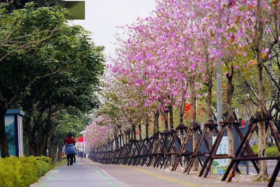 刷屏朋友圈的宫粉羊蹄甲就在厦门这里上百株惊艳怒放赏花观景老少皆宜