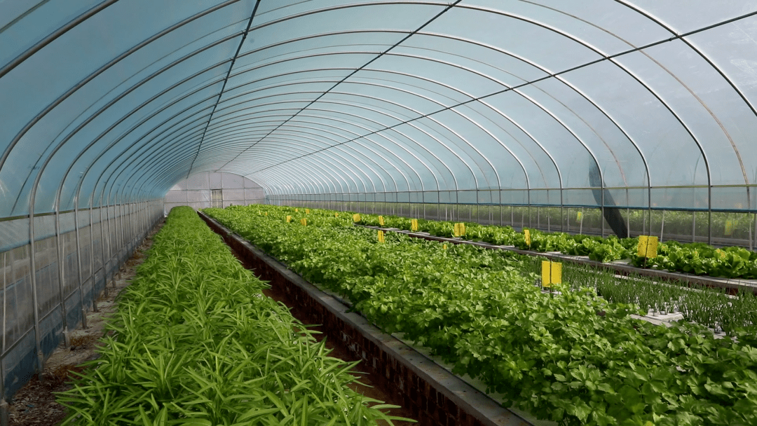 来看看崇左农业产业创新局_机械化_种植_生产