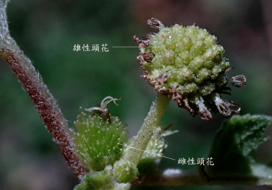 静看花开苍耳天生的旅行家