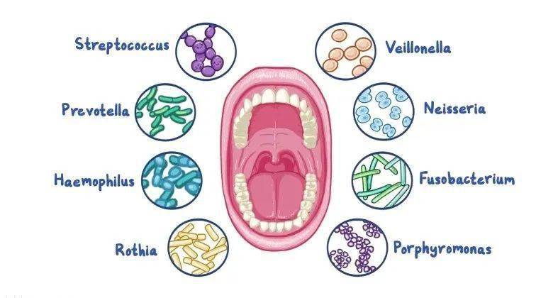口腔微生物形态图图片