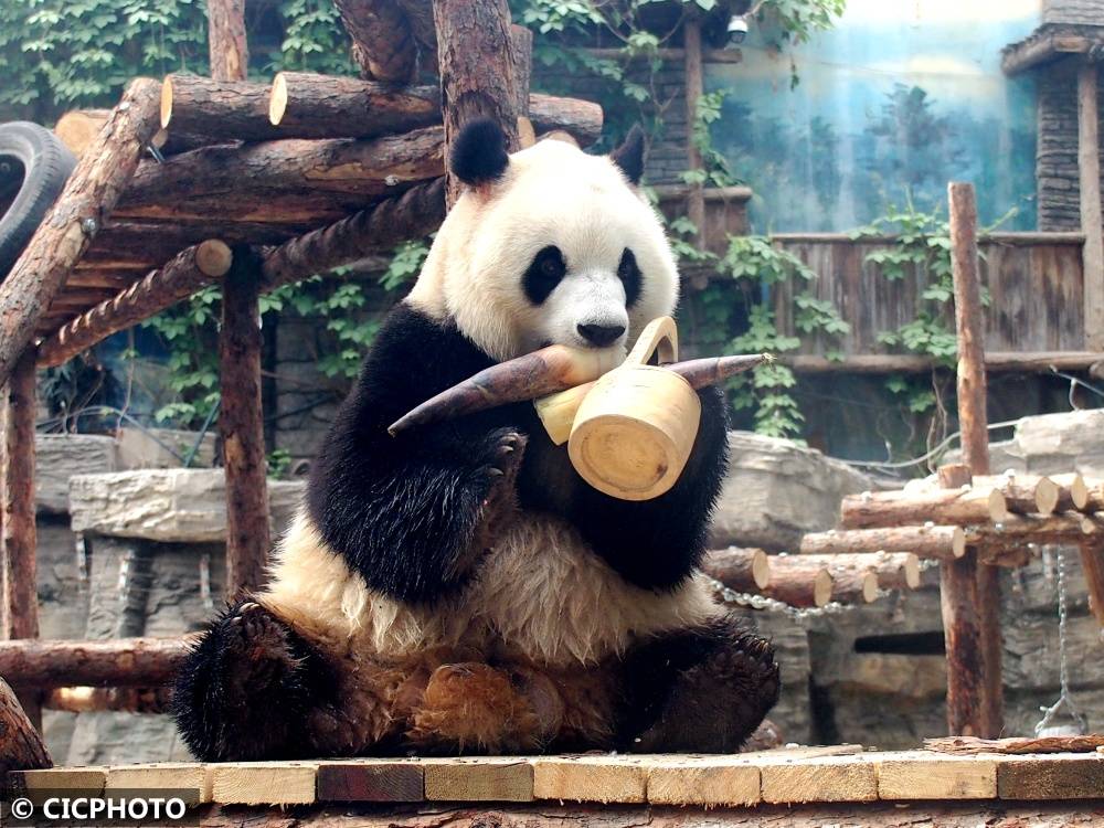 北京动物园奥运熊猫馆全新亮相