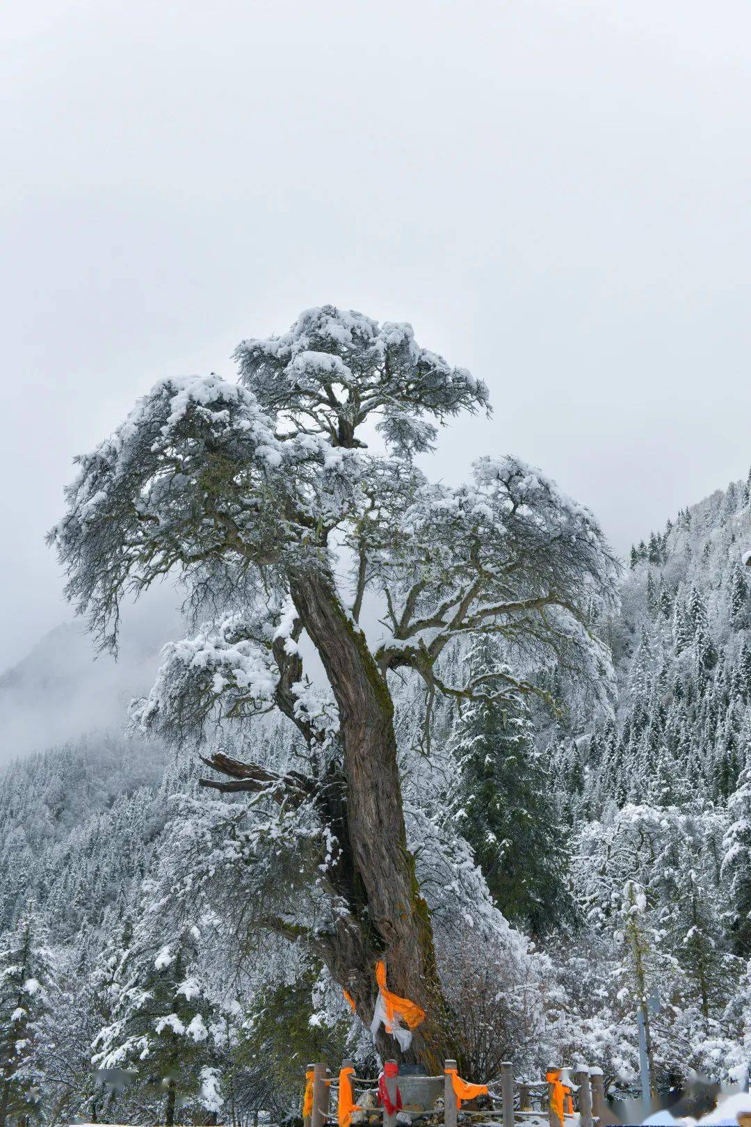 春末四姑娘山雪依然