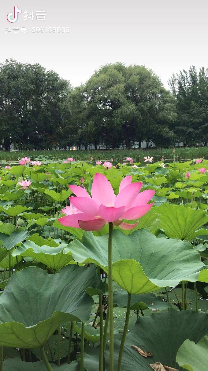 鸟语花香人间仙境图片(鸟语花香人间仙境图片高清)