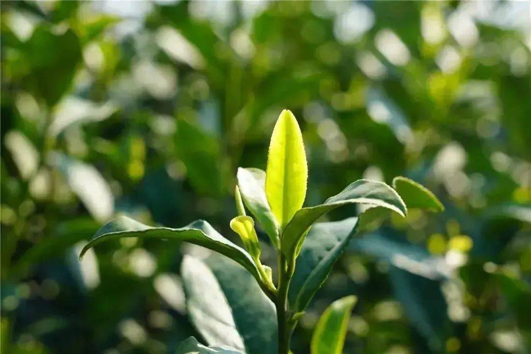 直播预告明天上午10点云上春茶会来品太湖翠竹