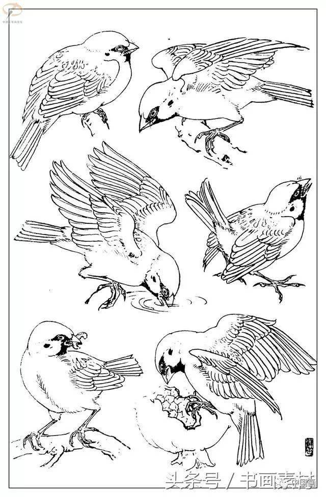 书画素材最经典白描禽鸟教程百鸟图谱天美教授孙其峰编欣赏