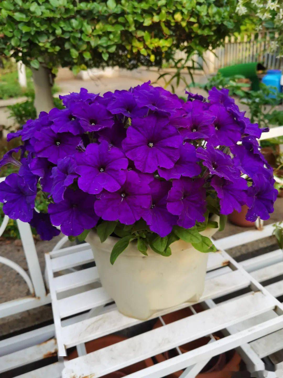 养盆矮牵牛,狠心剪几刀,轻松爆开满盆花,小阳台最爱_开花_花瓣_紫色