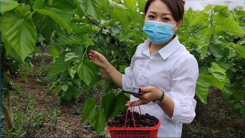 来井研摘"桑泡儿"喽_桑葚_马踏镇_酵素