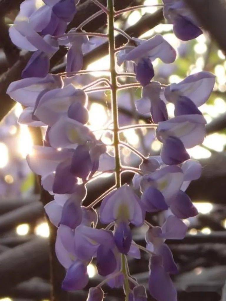 蜿蜒蛟龍垂瓔珞紫藤花