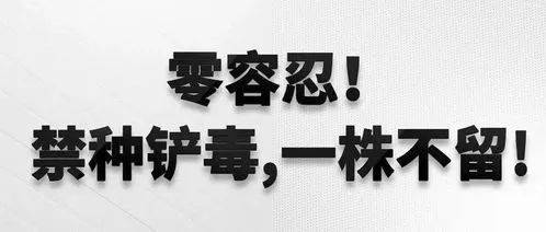 【禁毒进行时】禁种铲毒人人有责(图10)