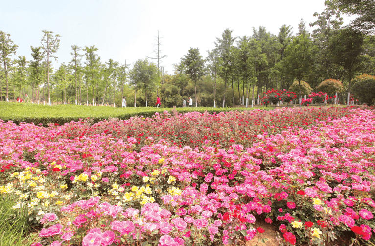 花香縈宛城 賞花入佳境_月季_南陽_世界