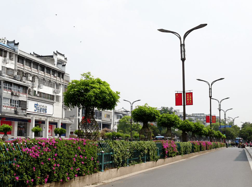扬城这些道路,一不小心惊艳了春天~_扬州_文昌路_水杉