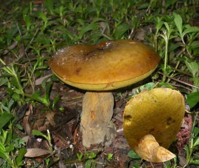 吃菌那些事收藏云南常见食用野生菌大盘点