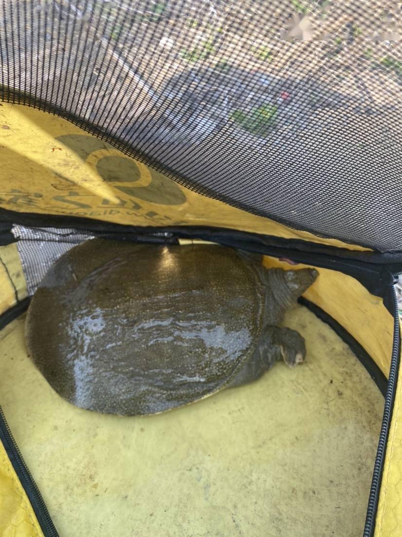 水浅甲鱼多遍地是大哥运气大爆炸