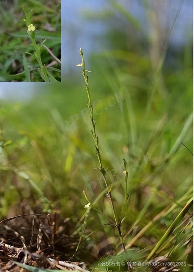 踏青寻宝,可识"草中黄金"?_小儿_孩子_草药