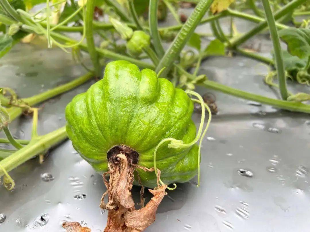 云南景洪市大渡岗乡推进蔬菜产业发展为乡村振兴赋能增彩