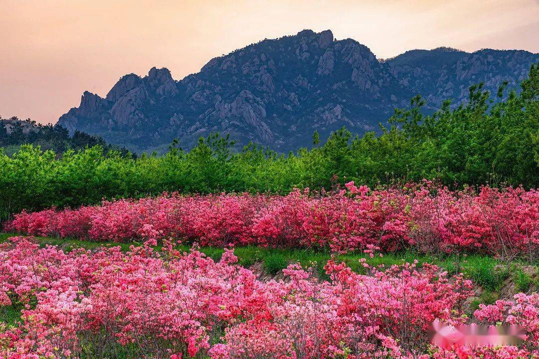 山东五莲山杜鹃花图片