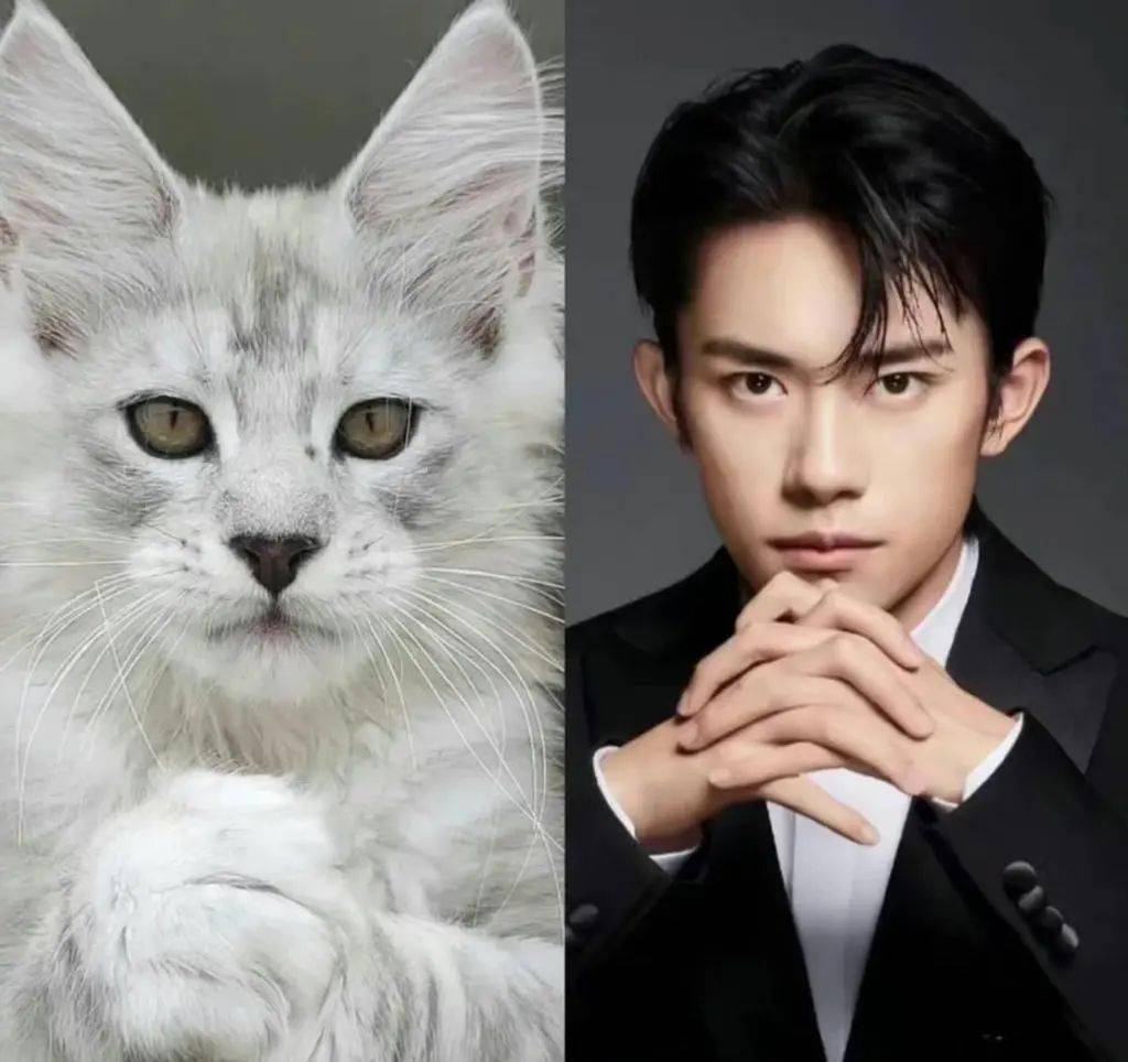 千玺再次撞脸宠物猫,相似度让粉丝吃惊,直呼宠物界易烊千玺