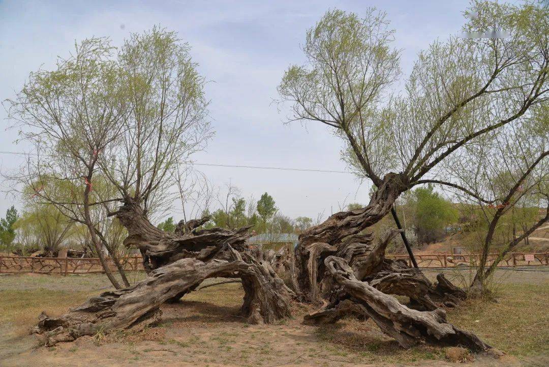 靖边千年古柳吐新绿_柳树虽_生命力_景区