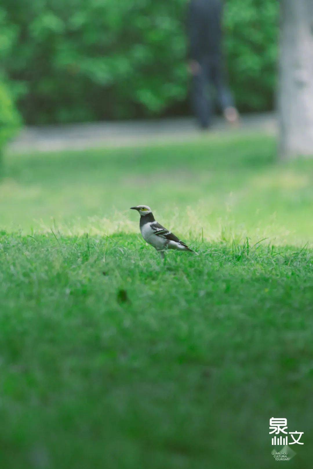 泉州的初夏,来施琅的春园里纳凉_四季_红砖_芳草地