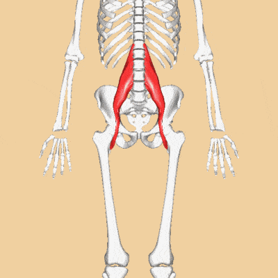 骨盆_身体_肌肉
