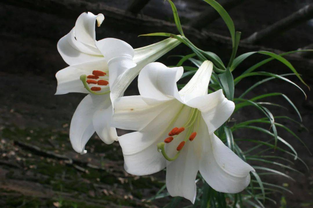桃源洞风景区的百合谷再过六天(五一节期间)白色的百合花代表甜美