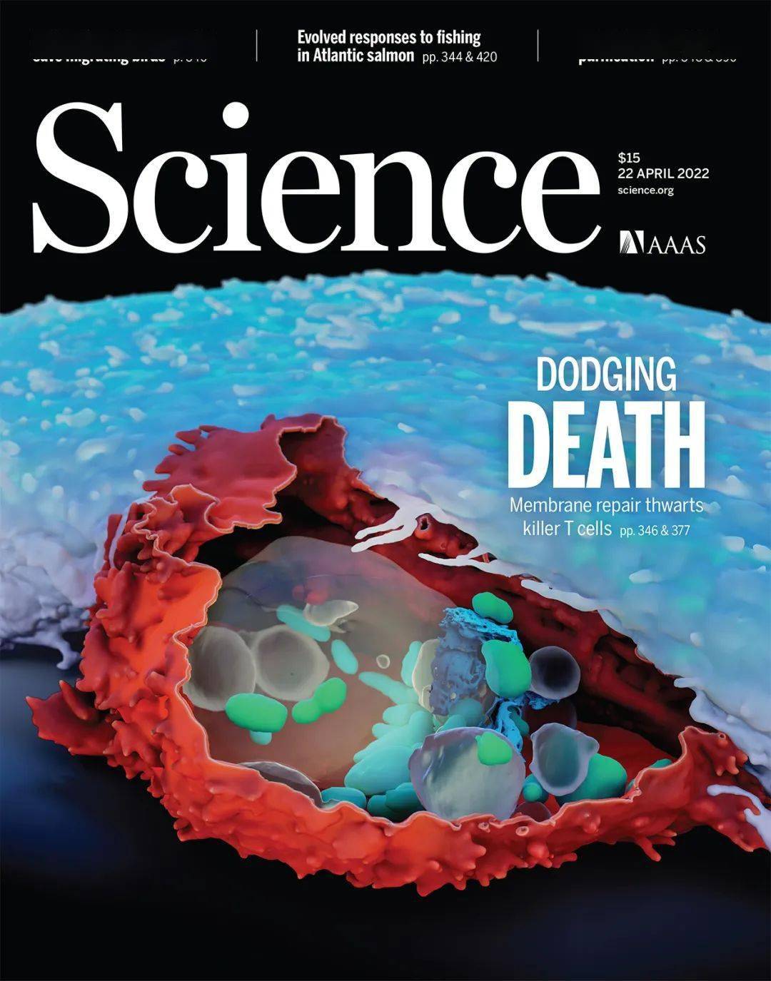 前沿科学封面癌细胞高清生死实录或促进新型免疫疗法诞生