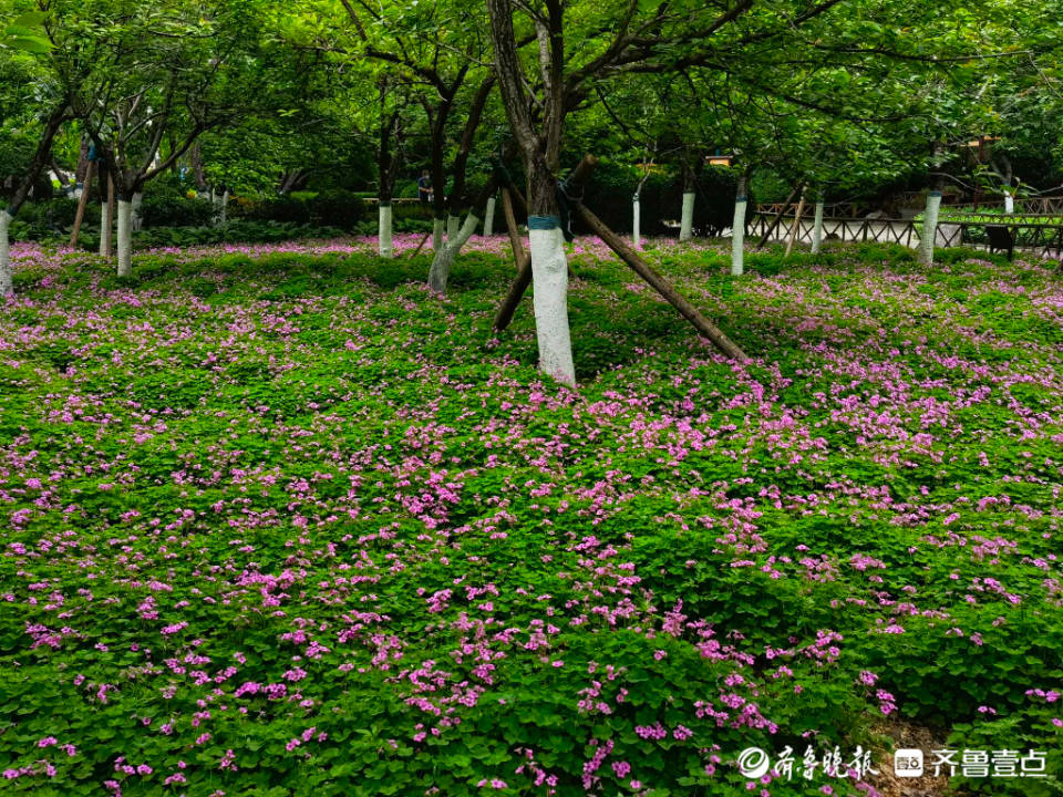 好景山东 小花朵开出大风景 济南五龙潭公园酢浆草花竞相绽放 情报员 紫色 互动