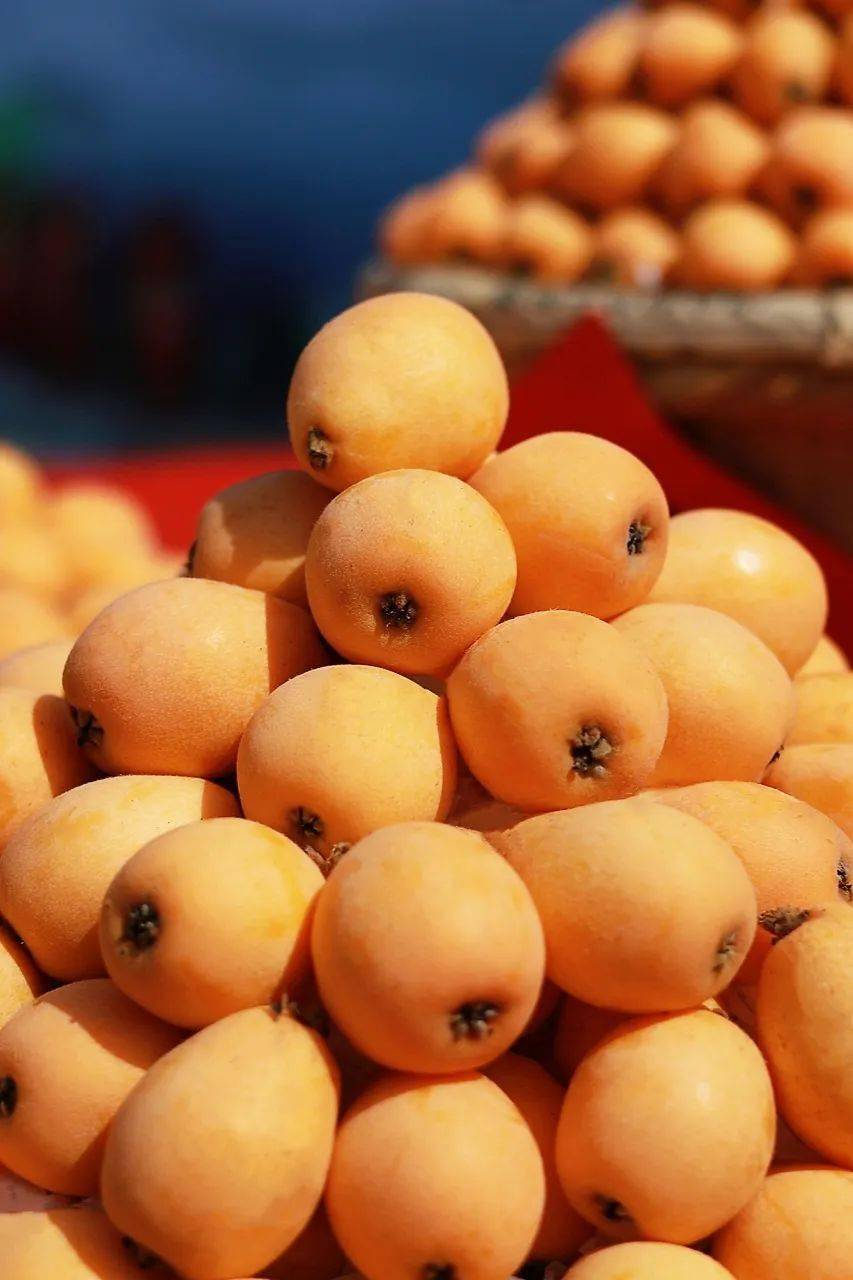 哲理转发这就是莆田95莆田枇杷中国之最