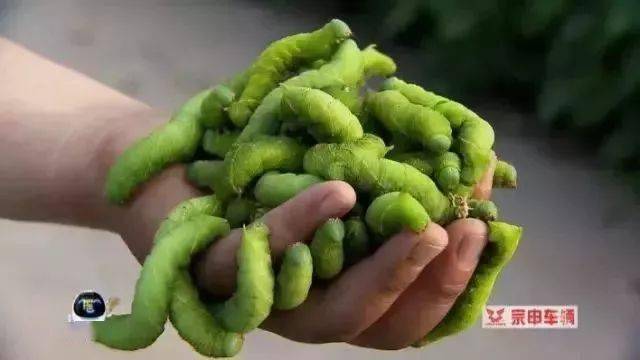 豆丹_蛋白质_土豪