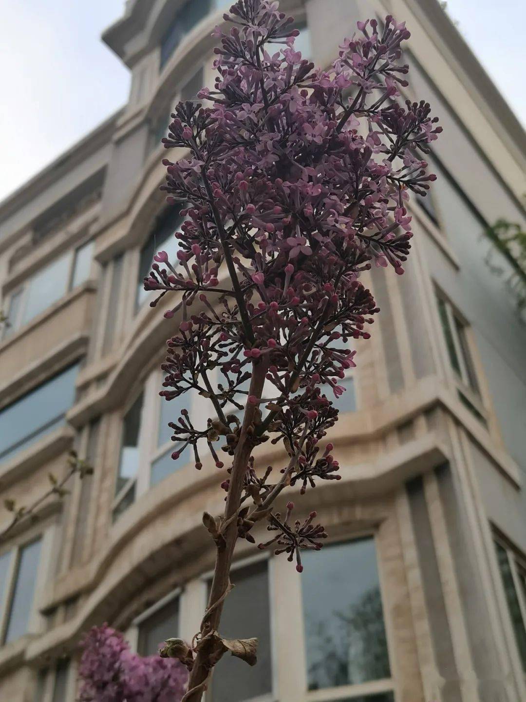 张正印专栏紫丁香白丁香