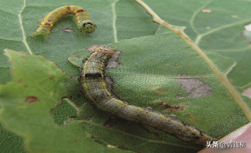 图3 杨小舟蛾幼虫图4 杨小舟蛾成虫569防治措施5.