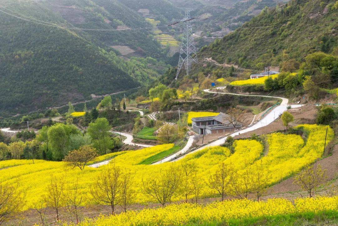 陇南西和仇池大地,邂逅油菜花开_甘肃_旅游_内容