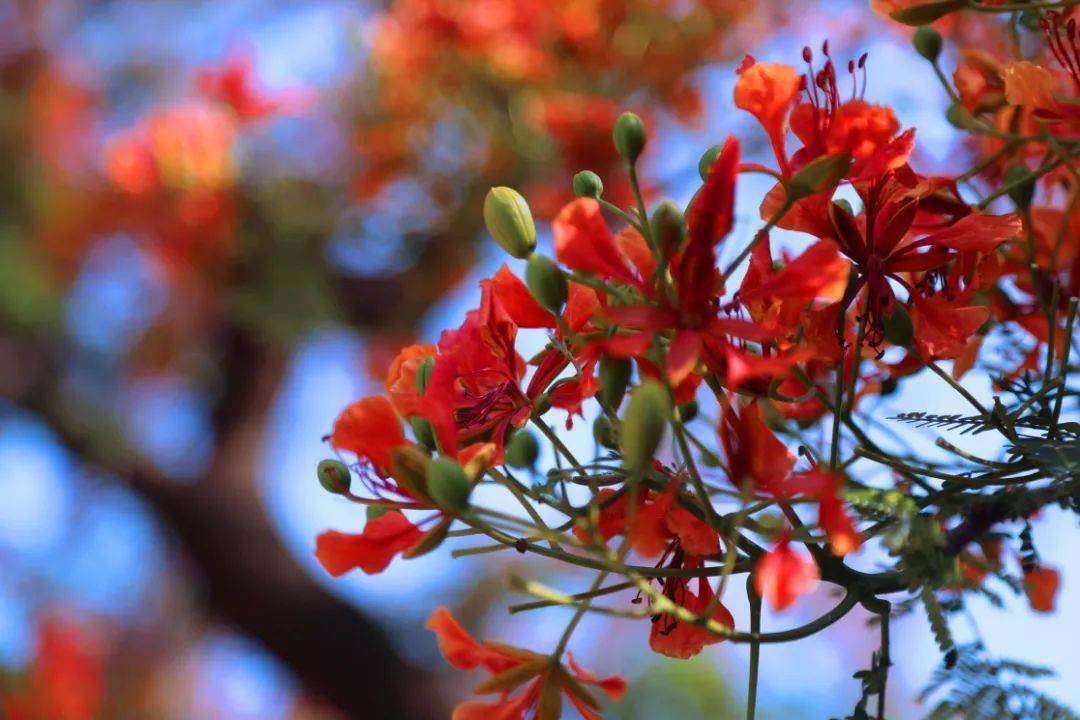 鳳凰花開 東區的這些地方