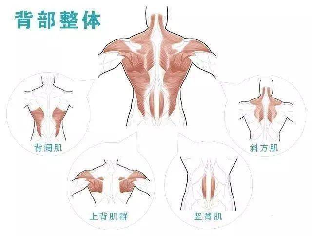 颈肩背部肌肉解剖图片图片