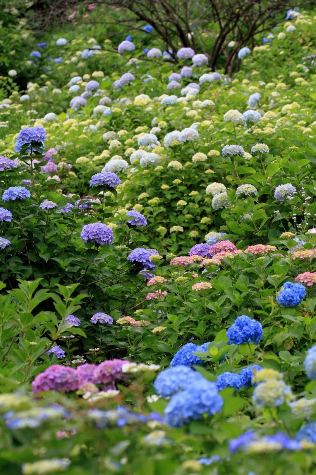 植物界的魔法师,让绣球带你走进最美的初夏_琼花_花球_花儿