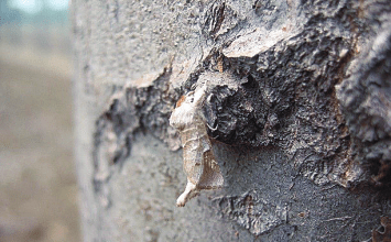 图 269杨扇舟蛾成虫469杨小舟蛾生活史和发生规律杨小舟蛾又名杨