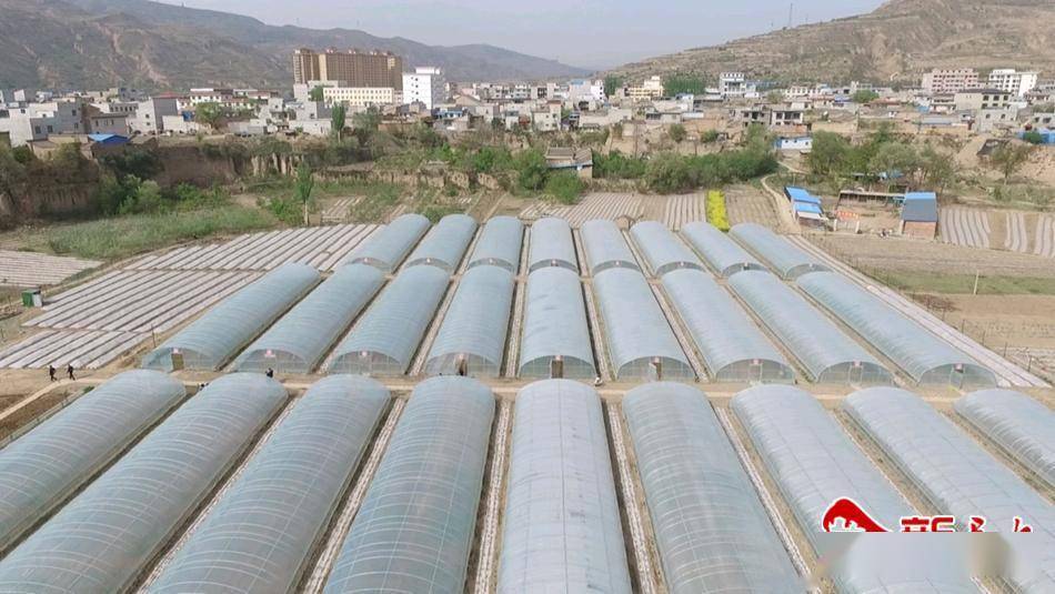 甘谷县 打造中药材完整产业链为乡村振兴注入新动能 种植 万寿菊 生产