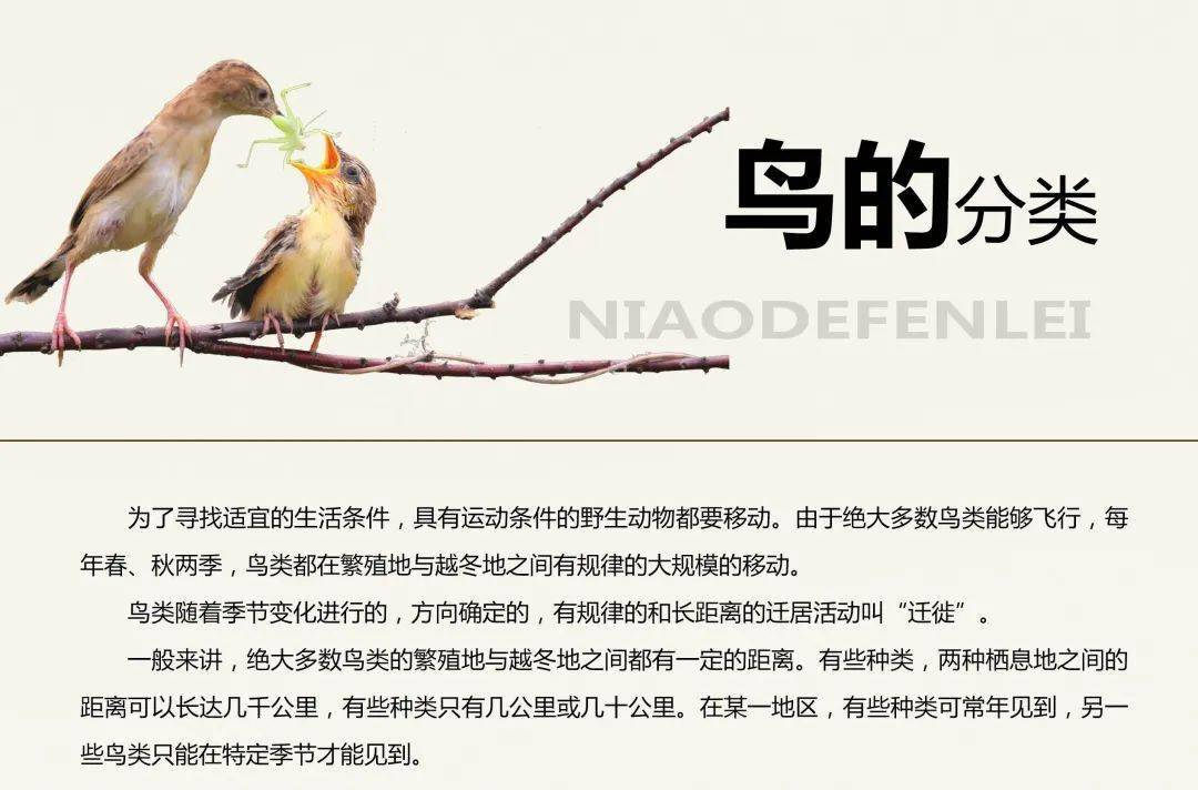 鸟类的常识科普