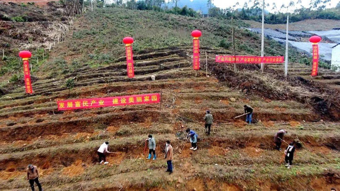 东兰:中药材丰收 农民采收忙_种植_中草药_东兰县