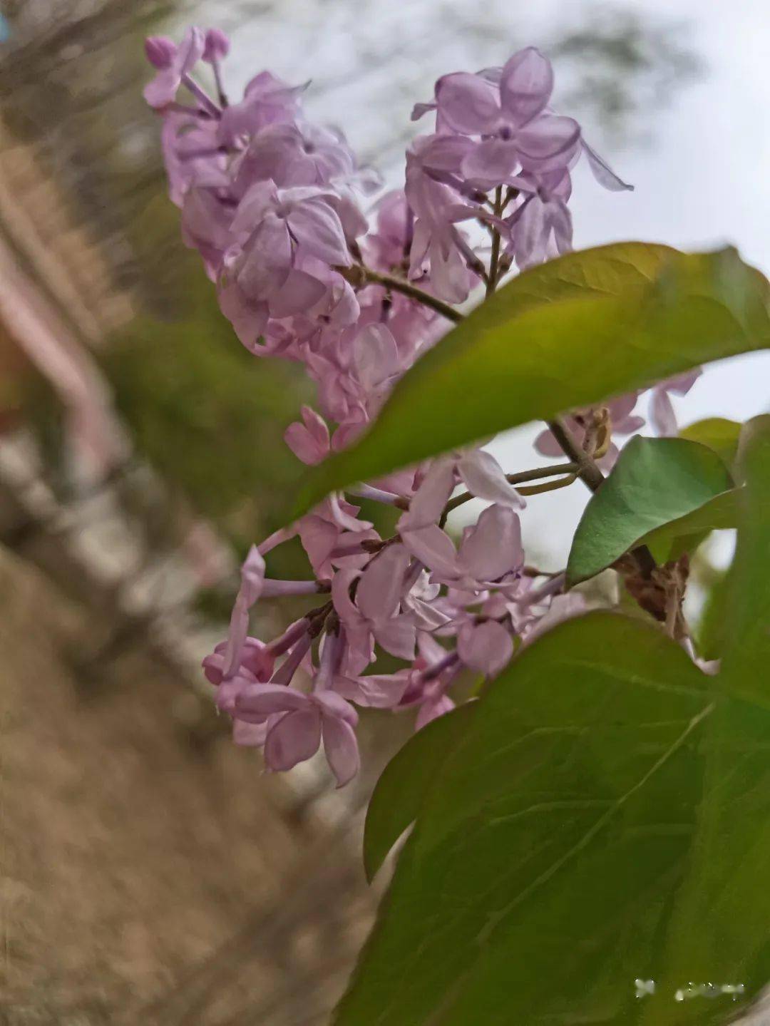 张正印专栏 紫丁香 白丁香 丁香花 爷爷 村庄