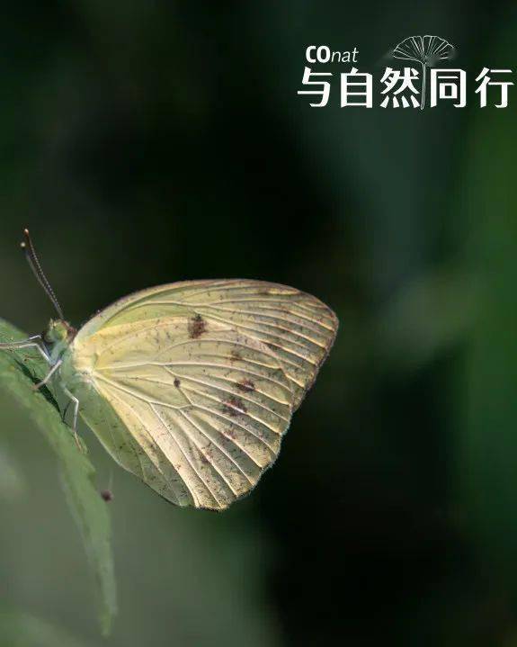 卡氏毛园蛛 eriovixia cavaleriei斑腿泛树蛙 polypedates mega