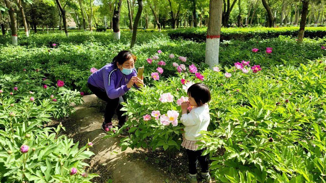 快来看 石化广场的芍药开了 市民 游客 李洁