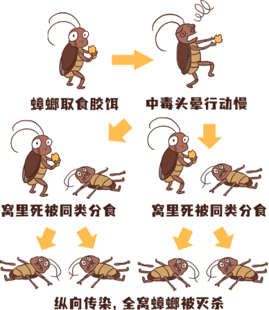 【爱国卫生】学会这四招,一次杀蟑so easy_蟑螂_缝隙_食物