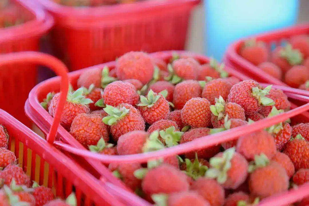 三月泡er采摘季来啦与你相约莓好时光里